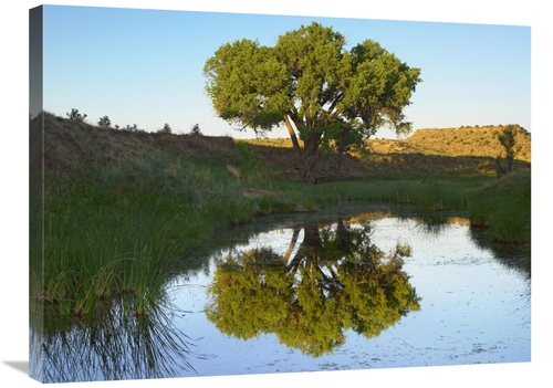 Global Gallery GCS-396579-2432-142 24 x 32 in. Tree Reflecting in Cree