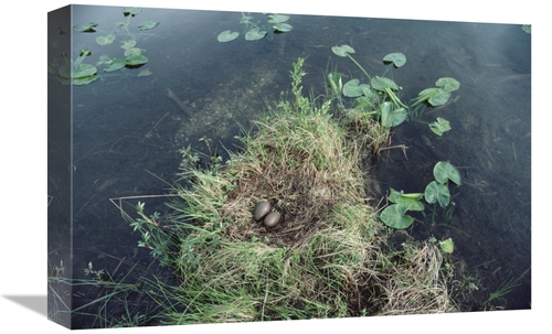 Global Gallery GCS-451880-1218-142 12 x 18 in. Common Loon Nest with E