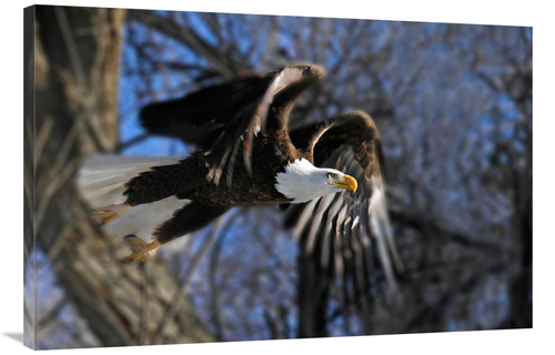 Global Gallery GCS-486527-40-142 40 in. Taking Flight Art Print - Vic 