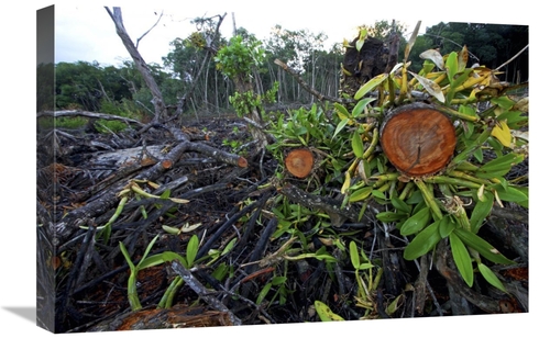 Global Gallery GCS-398557-1624-142 16 x 24 in. Red Mangrove Old Growth