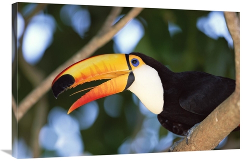 Global Gallery GCS-452529-2436-142 24 x 36 in. Toco Toucan Portrait&#4