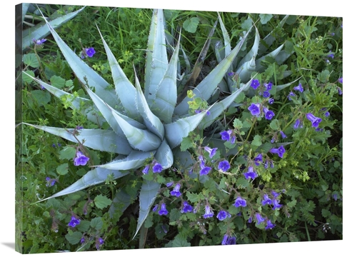 Global Gallery GCS-452092-3040-142 30 x 40 in. Desert Bluebell & Agave