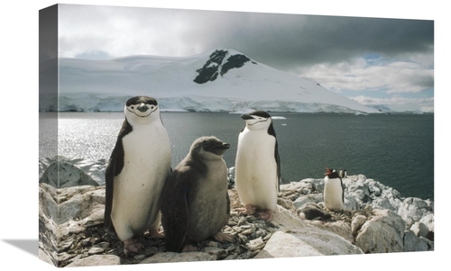 Global Gallery GCS-451289-1218-142 12 x 18 in. Chinstrap Penguin Paren