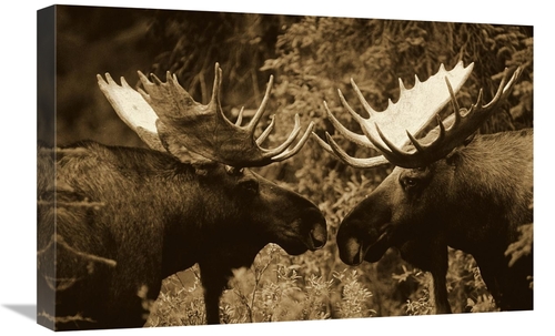 Global Gallery GCS-453675-1624-142 16 x 24 in. Alaska Moose Males Conf