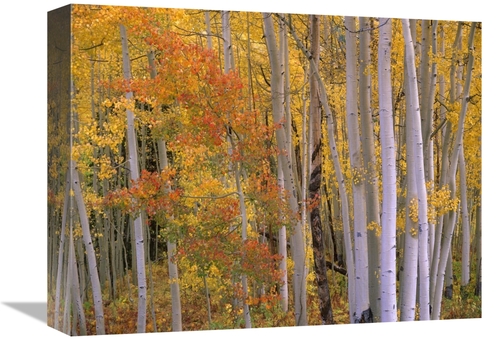 Global Gallery GCS-396069-1216-142 12 x 16 in. Aspens at Independence 