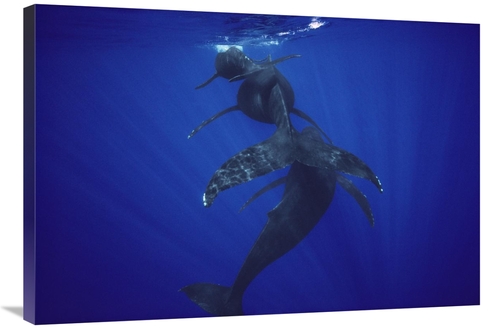 Global Gallery GCS-450580-2436-142 24 x 36 in. Humpback Whale Calf&#44