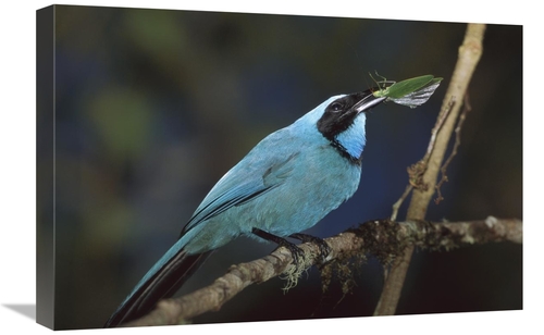 Global Gallery GCS-451839-1624-142 16 x 24 in. Turquoise Jay with Inse