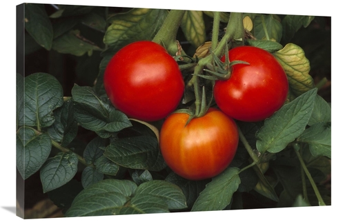 Global Gallery GCS-452834-2436-142 24 x 36 in. Tomato Fruit Ripening o