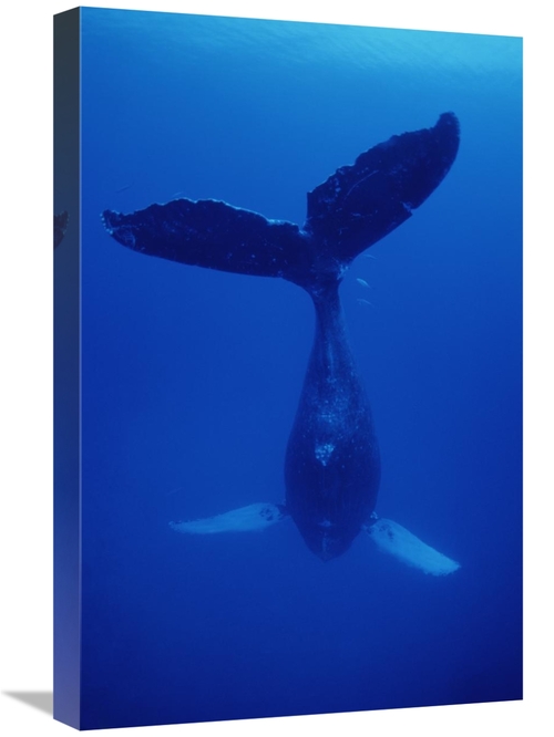 Global Gallery GCS-450933-1624-142 16 x 24 in. Humpback Whale Singer C