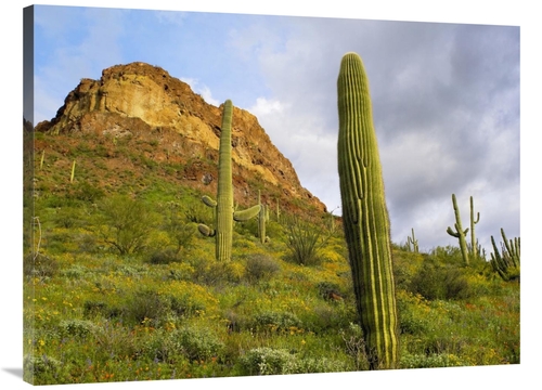 Global Gallery GCS-396967-3040-142 30 x 40 in. Organ Pipe Cactus Organ