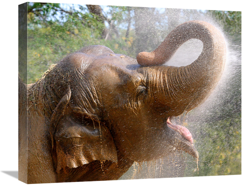 Global Gallery GCS-486534-22-142 22 in. Elephant Bath Art Print - Vic 