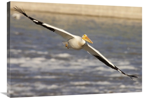 Global Gallery GCS-395427-36-142 36 in. American White Pelican Flying&