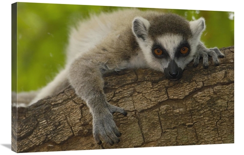 Global Gallery GCS-453235-2436-142 24 x 36 in. Ring-Tailed Lemur Portr