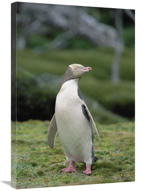 Global Gallery GCS-452459-2030-142 20 x 30 in. Yellow-Eyed Penguin Alb