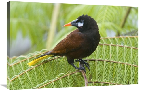 Global Gallery GCS-397296-2436-142 24 x 36 in. Chestnut-Headed Oropend