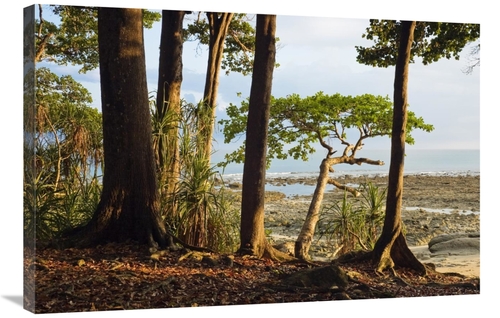 Global Gallery GCS-453634-2436-142 24 x 36 in. Coastal Rainforest,