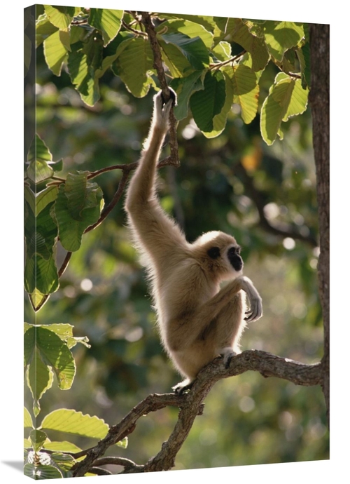 Global Gallery GCS-452823-2436-142 24 x 36 in. White-Handed Gibbon in 