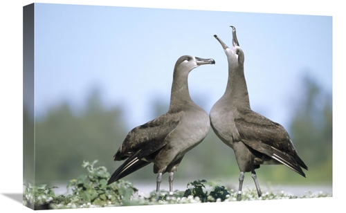 Global Gallery GCS-451439-1624-142 16 x 24 in. Black-Footed Albatross 