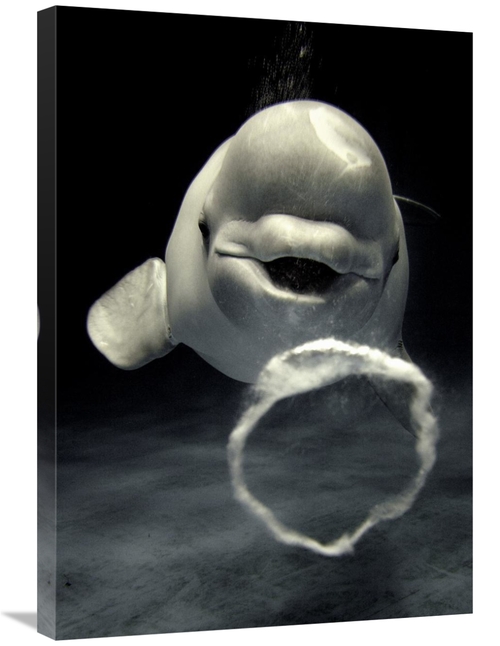 Global Gallery GCS-397727-30-142 30 in. Beluga Whale Blowing Toroidal 