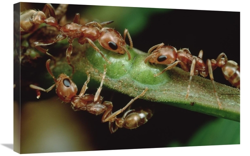 Global Gallery GCS-451004-2030-142 20 x 30 in. Anta Drink Nectar From 