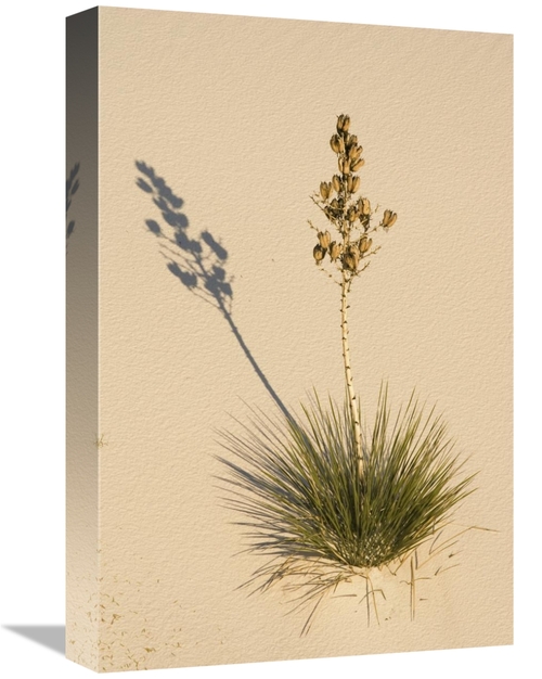 Global Gallery GCS-452611-1218-142 12 x 18 in. Soaptree Yucca in Gypsu