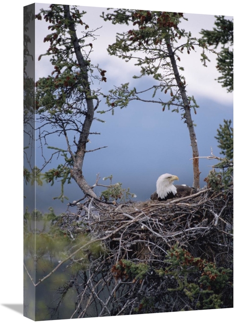 Global Gallery GCS-451900-1624-142 16 x 24 in. Bald Eagle on Nest,