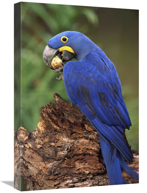 Global Gallery GCS-453127-1624-142 16 x 24 in. Hyacinth Macaw Eating P