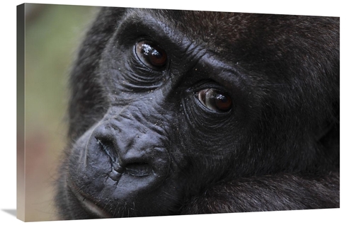 Global Gallery GCS-398070-2436-142 24 x 36 in. Orphan Gorilla, Gab