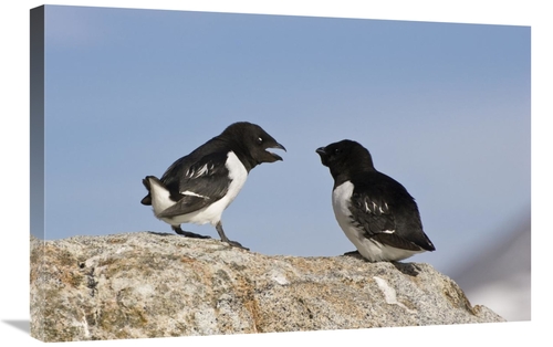 Global Gallery GCS-452705-2030-142 20 x 30 in. Little Auk Pair, Sp