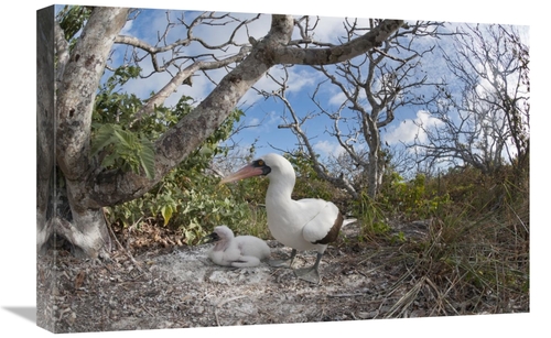 Global Gallery GCS-395621-1624-142 16 x 24 in. Nazca Booby with Chick 