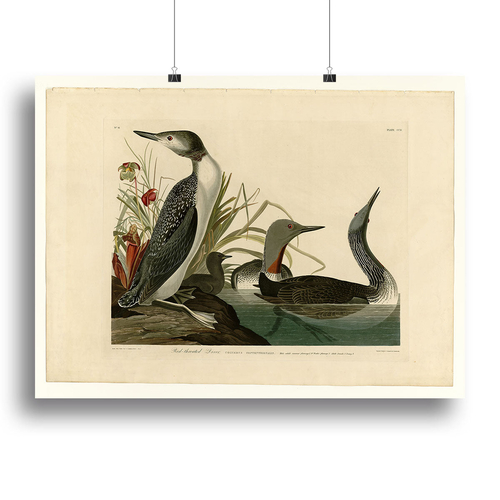 Red Throated Diver by Audubon Canvas Print or Poster