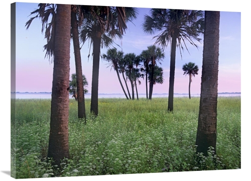 Global Gallery GCS-452269-3040-142 30 x 40 in. Cabbage Palm Meadow&#44