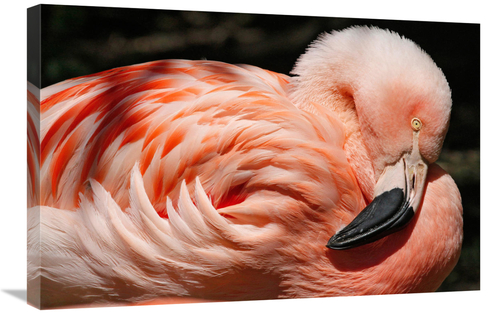 Global Gallery GCS-486565-30-142 30 in. Flamingo Art Print - Vic Schen