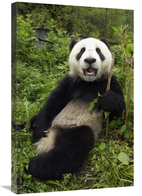 Global Gallery GCS-453017-2030-142 20 x 30 in. Giant Panda Cub Named X