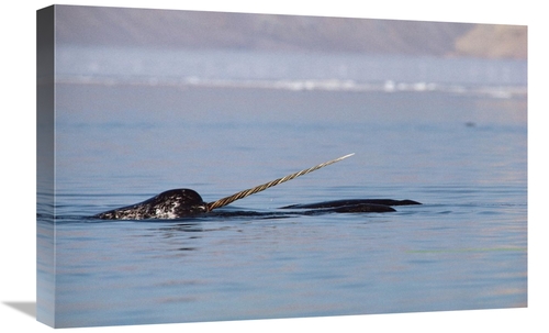 Global Gallery GCS-450595-1624-142 16 x 24 in. Narwhal Male Surfacing&