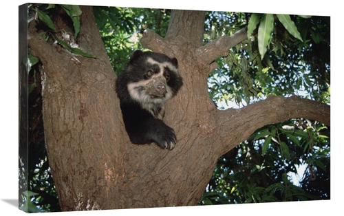 Global Gallery GCS-451508-2030-142 20 x 30 in. Spectacled Bear Resting