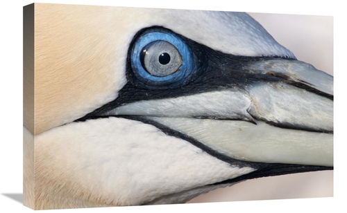 Global Gallery GCS-395690-1624-142 16 x 24 in. Northern Gannet Profile