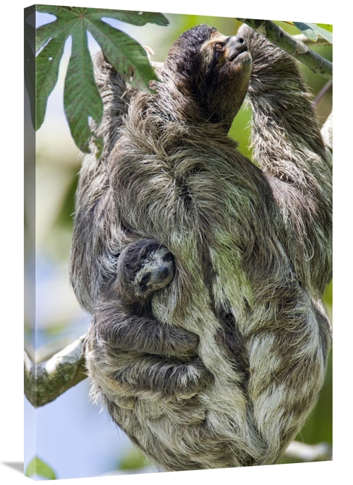 Global Gallery GCS-395882-2436-142 24 x 36 in. Brown-Throated Three-To