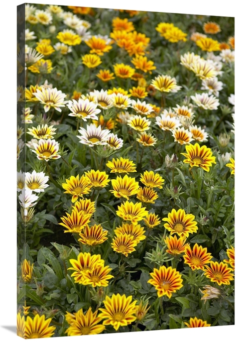 Global Gallery GCS-398326-2436-142 24 x 36 in. Gazania Flowers Art Pri