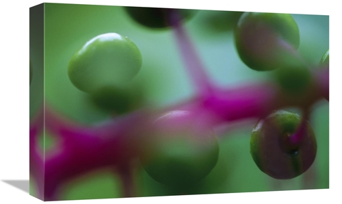 Global Gallery GCS-398573-1218-142 12 x 18 in. Fruit of An Understory 