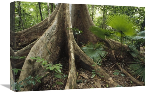 Global Gallery GCS-451173-1624-142 16 x 24 in. Woka Palm & Buttress in