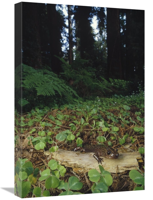 Global Gallery GCS-450723-1624-142 16 x 24 in. Pacific Giant Salamande