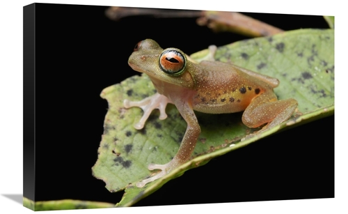 Global Gallery GCS-397544-1624-142 16 x 24 in. Masked Treefrog, Sa