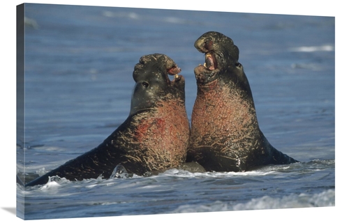 Global Gallery GCS-452024-2436-142 24 x 36 in. Northern Elephant Seal 