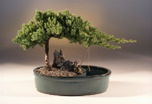 Juniper in a Water Bonsai Pot  - Large(juniper procumbens "nana")