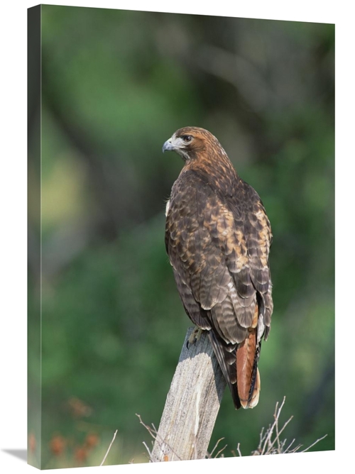 Global Gallery GCS-452354-2030-142 20 x 30 in. Red-Tailed Hawk Perchin