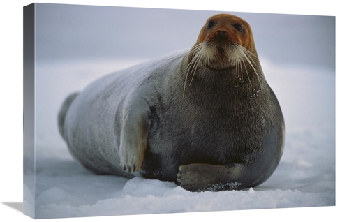 Global Gallery GCS-450931-1624-142 16 x 24 in. Bearded Seal Dyed Red F