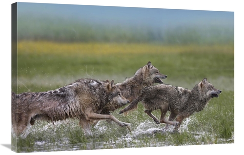 Global Gallery GCS-452266-2436-142 24 x 36 in. Gray Wolf Trio Running 