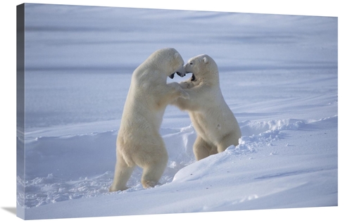 Global Gallery GCS-450940-2436-142 24 x 36 in. Polar Bear Males Sparri