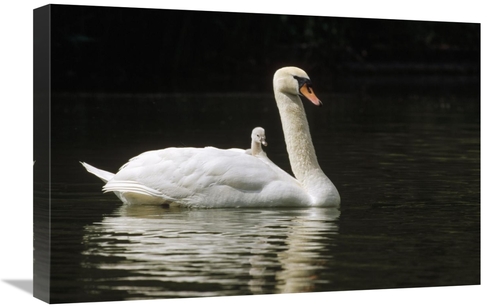 Global Gallery GCS-452491-1624-142 16 x 24 in. Mute Swan with Chicks&#